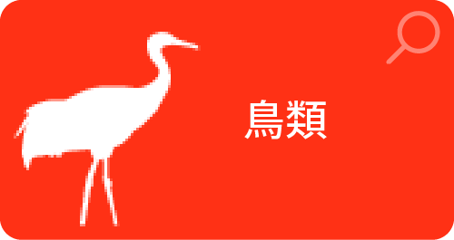 鳥類